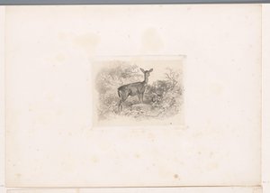 Hirschkuh im Wald (Landschaften mit Tieren, Serie) von Karl Bodmer