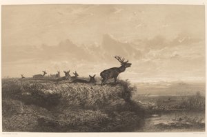 Der Morgen. Hirsch und Hirschkühe von Karl Bodmer