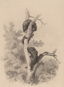 Die Bären von Karl Bodmer