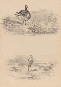 Gans, Reiher von Karl Bodmer