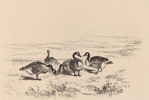 Nonnengänse von Karl Bodmer