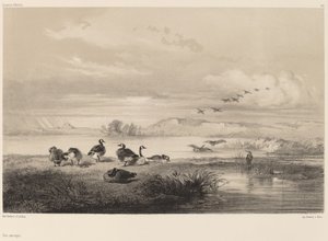 Wildgänse von Karl Bodmer