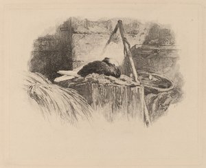 Taube auf einem Nest von Karl Bodmer