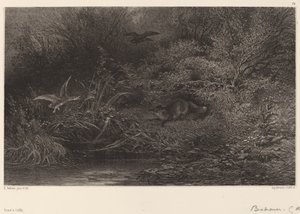 Renard auf der Lauer von Karl Bodmer
