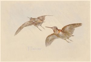 Fliegende Schnepfen von Karl Bodmer