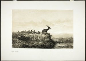 Der Morgen: Hirsche und Rehe von Karl Bodmer