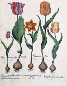 Tulpenarten, 1613 von Karl Christian Wilhelm Baron