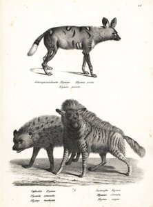 Afrikanischer Wildhund, Lycaon pictus, gefährdet, gefleckte Hyäne, Crocuta crocuta, und gestreifte Hyäne, Hyaena hyaena. Lithographie von Karl Joseph Brodtmann aus Heinrich Rudolf Schinz