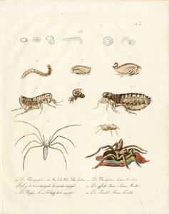 Spinnentiere und Entwicklungsstadien von Insekten