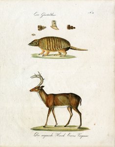 Gürteltier und Virginia-Hirsch von Karl Joseph Brodtmann