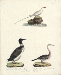 Auk, Fliegender Sonnenvogel und Nördlicher Taucher