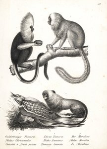 Buffy-gesichtiger Marmoset und Goldener Löwenaffe