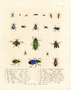 Vielfalt der Tigerkäfer und anderer Käferarten
