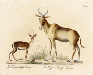 Dorkasgazelle und Nilgau von Karl Joseph Brodtmann