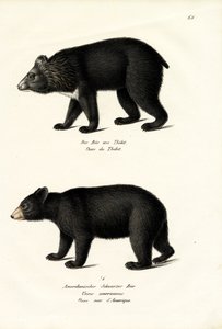 Himalaya-Schwarzbär, 1824