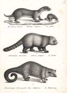 Mauswiesel, Roter Panda und Binturong