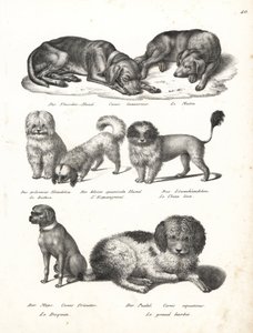 Lurcher oder Matin-Hund, Bichon, Spanischer Hund, Chow Chow, Mops, Canis fricator und Pudel von Karl Joseph Brodtmann