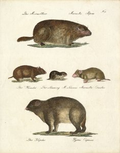 Murmeltier und andere Nagetiere