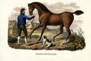 Mecklenburger Pferd, 1824 von Karl Joseph Brodtmann
