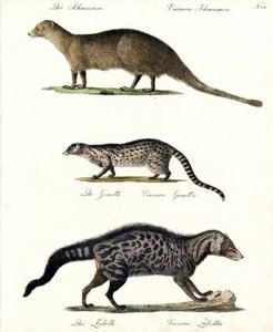 Mungo, Ginsterkatze und Zibetkatze