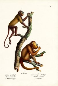 Rote Brüllaffen, 1824