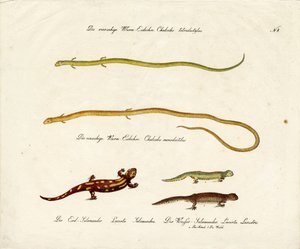 Salamander und Skinke (Druck) von Karl Joseph Brodtmann