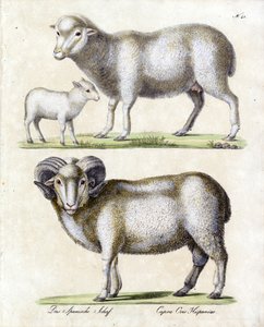 Schaf mit Lamm und Widder von Karl Joseph Brodtmann