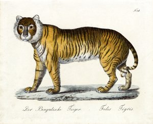 Der Bengalische Tiger