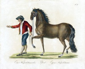 Das neapolitanische Pferd von Karl Joseph Brodtmann