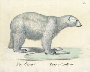 Der Eisbär