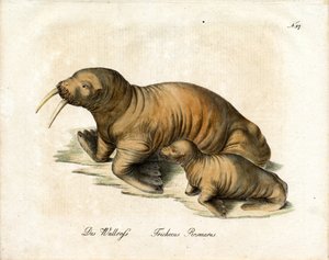 Walross mit Kalb von Karl Joseph Brodtmann
