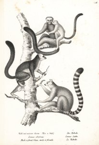 Weißkopflemur und Katta