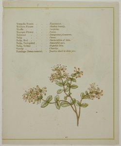 Valerian durch Volkamenia, aus Die erleuchtete Sprache der Blumen von Kate Greenaway