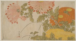Chrysanthemen von Katsukawa Shunsho