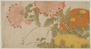 Chrysanthemen, ca. 1780 von Katsukawa Shunsho