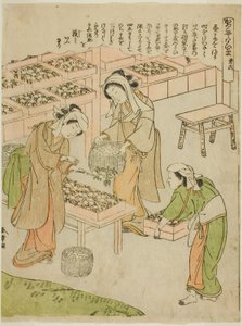 Platte 6 (Untersuchung der neu gesponnenen Kokons), aus der Serie "Kaiko Yashinai-gusa" von Katsukawa Shunsho