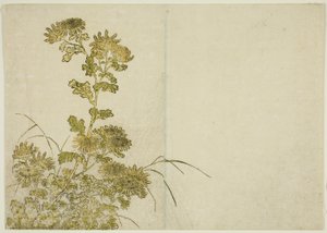 Winterblumen: Chrysanthemen, aus dem Buch "Spiegel der schönen Frauen der Vergnügungsviertel (Seiro bijin awase sugata kagami)", Bd. 1 von Katsukawa Shunsho