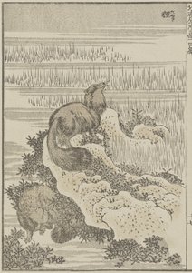 Dachs, um 1840