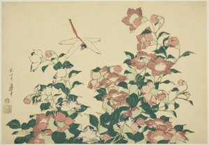 Glockenblume und Libelle, aus einer unbetitelten Serie großer Blumen