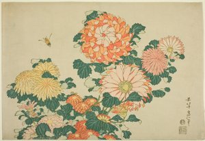 Chrysanthemen und Biene, aus einer unbetitelten Serie von großen Blumen von Katsushika Hokusai