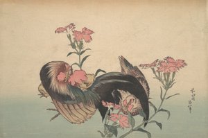 Hahn, Henne und Nadeshiko Dianthus Superbus