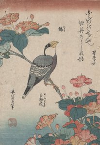 Grosbeak auf Mirabilis, aus einer unbetitelten Serie namens Kleine Blumen