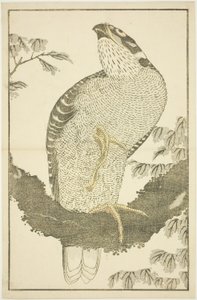 Falke, aus Das Bilderbuch der realistischen Malereien von Hokusai (Hokusai shashin gafu)