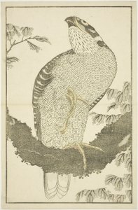 Falke, aus dem Bilderbuch der realistischen Gemälde von Hokusai (Hokusai shashin gafu)