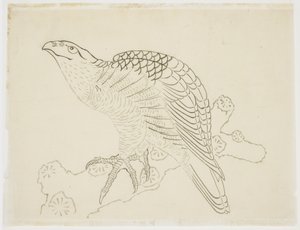 Falke auf einem Ast (Studie)