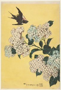 Hortensie und Schwalbe, aus einer unbetitelten Serie großer Blumen