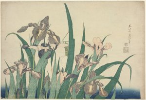 Iris und Heuschrecke, aus einer unbetitelten Serie großer Blumen von Katsushika Hokusai