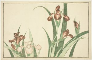 Iris, aus dem Bilderbuch der realistischen Gemälde von Hokusai (Hokusai shashin gafu) von Katsushika Hokusai