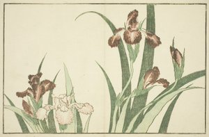 Iris, aus Das Bilderbuch der realistischen Malereien von Hokusai von Katsushika Hokusai
