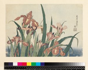 Schwertlilien und Heuschrecke, veröffentlicht von Nishimura Eijudo, ca. 1832 (yoko-e - horizontales Format, Farbholzschnitt) von Katsushika Hokusai